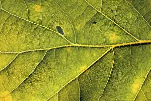 Bavarian Deciduous Trees Imprime: Leaf of an oak, after-image of the leaf structure against the light