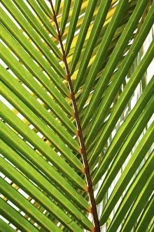 Close Up Palm Leaf Imprime: Detail of leaf of a palm tree with single