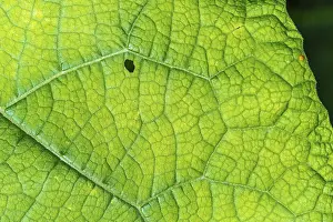Close Up Of A Leaf Imprime: A leaf with a small hole in it
