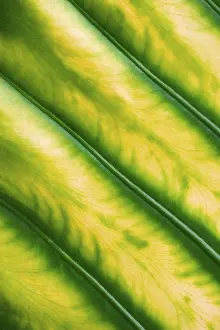 Nature Botany Images Imprime: Leaf structure