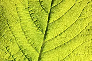 Detailed Botanical Photography Imprime: Leaf structure, close-up