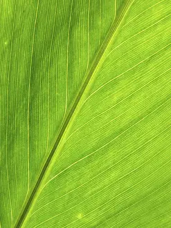 Green Leaf Structure Imprime: LEAF, STRUCTURE, LEAF STRUCTURES