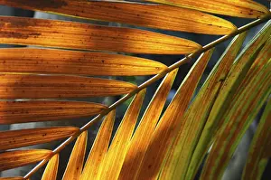 Leaf Structure Imprime: LEAF, STRUCTURE, LEAF STRUCTURES