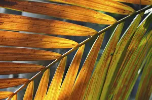 Leaf Structure Imprime: LEAF, STRUCTURE, LEAF STRUCTURES
