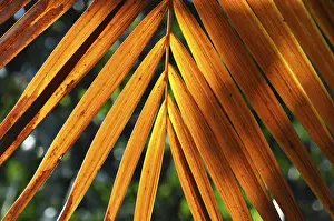 Botany Images Imprime: LEAF, STRUCTURE, LEAF STRUCTURES