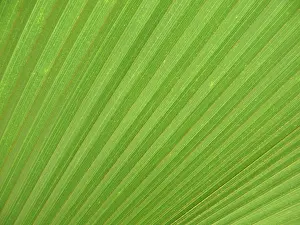 Green Leaf Structure Imprime: LEAF, STRUCTURE, LEAF STRUCTURES