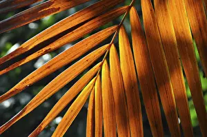 Leaf Structure Imprime: LEAF, STRUCTURE, LEAF STRUCTURES