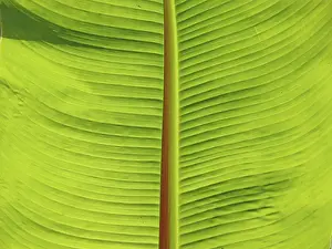 Green Leaf Structure Imprime: LEAF, STRUCTURE, LEAF STRUCTURES