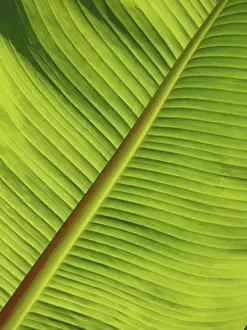 Empty Open Air Spaces Imprime: LEAF, STRUCTURE, LEAF STRUCTURES