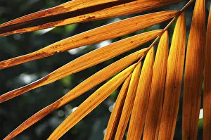Botany Images Imprime: LEAF, STRUCTURE, LEAF STRUCTURES
