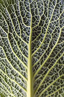 Vegetable Plant Photography Imprime: Leaf structure of a vegetable cabbage (Brassica oleracea var)