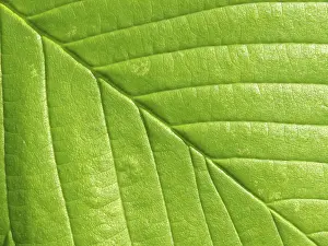 Deciduous Tree Leaves Imprime: Leaf structures, leaf, leaf vein