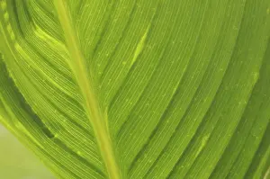 Leaf Structure Imprime: Leaf structures, leaf structure