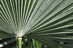 Palm Leaf Structure Imprime: Leaf structures, leaf, structure