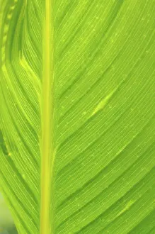 Leaf Structure Imprime: Leaf structures, leaf structure