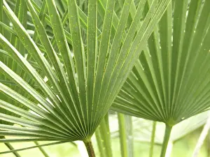 Tropical Leaves Imprime: Leaf structures, leaf structure