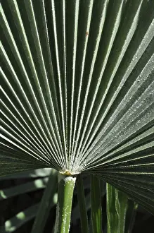 Palm Tree Structure Imprime: Leaf structures, leaf, structure