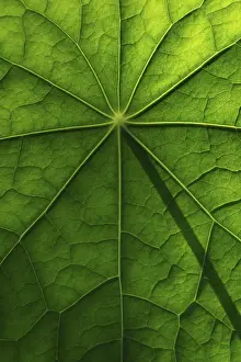 Nasturtium Leaf Structure Imprime: Leaf surface, structure of a nasturtium
