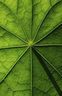 Nasturtium Leaf Structure Imprime: Leaf surface, structure of a nasturtium