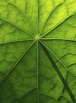 Nasturtium Leaf Structure Imprime: Leaf surface, structure of a nasturtium