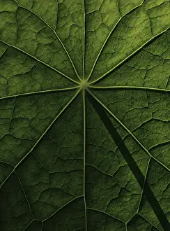 Nasturtium Leaf Structure Imprime: Leaf surface, structure of a nasturtium
