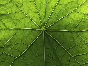 Nasturtium Leaf Structure Imprime: Leaf surface structure of nasturtium