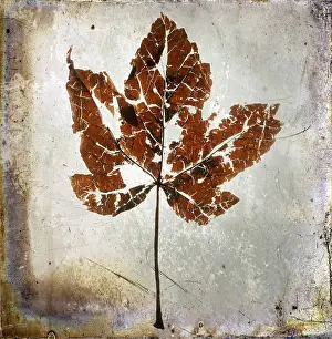 Botany Nature Images Imprime: Leaf, with textured effect