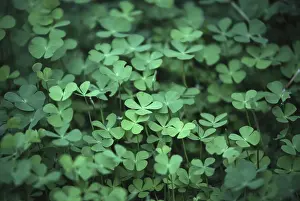Four Leaf Clover Imprime: Four leafed clover