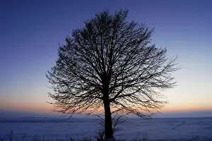 Deciduous Trees In Winter Imprime: Leafless tree