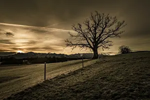 Backlit Tree Photo Imprime: Leafless tree in front of a dramatic sky with Alpine chain in the background