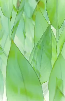 Macro Leaf Photography Imprime: Leafs