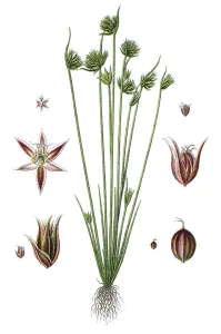 Agricultural Crop Pictures Imprime: Leafybract Dwarf Rush (Juncus capitalus)