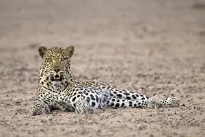 Mammalian Predators Imprime: Leopard