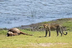 Predator And Prey Relationship Imprime: Leopard (Panthera pardus) with kill
