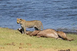 Predator Animal Behavior Imprime: Leopard (Panthera pardus) with kill