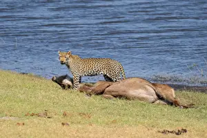 Deserted Savannah Scene Imprime: Leopard (Panthera pardus) with kill