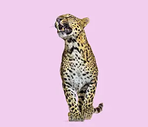Predator Animal Behavior Imprime: Leopard snarling with baring teeth standing on a solid pink background