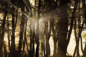 Forested Countryside Landscapes Imprime: The light in the forest