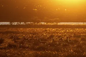 Cervus Elaphus Imprime: In the light of the setting sun