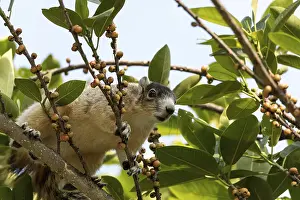 Eastern Fox Squirrel Habitat Imprime: Light tan fox squirrel Sciurus niger eats berries out of a tree in Naples