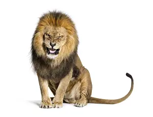 Wildcat Photography Imprime: Lion pulling a face and looking at the camera