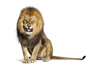 Lion Studio Shot Imprime: Lion pulling a face and looking at the camera