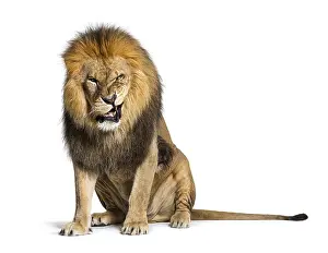 Lion Studio Shot Imprime: Lion pulling a face and looking at the camera