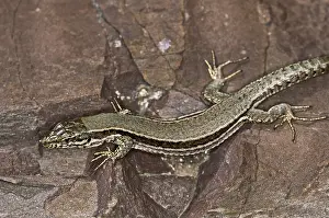 Reptile Photography Imprime: Lizard