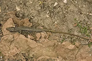 Reptile Photography Imprime: Lizard