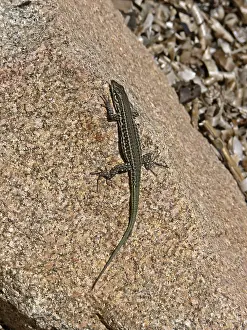 Reptile Images Imprime: Lizard