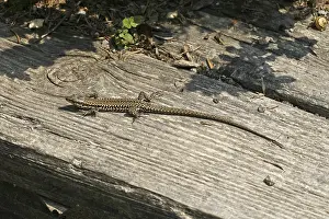 Lacertad Reptile Imprime: Lizard