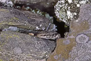 Uninhabited Wildlife Scenes Imprime: Lizard