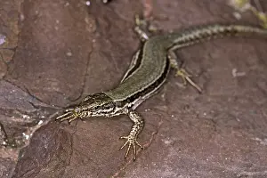 Reptile Photography Imprime: Lizard