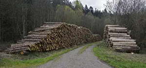 Logging Industry Imprime: Logging, lumberjacking, forestry